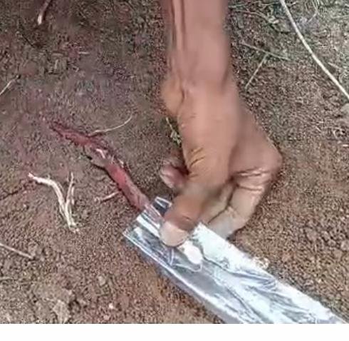தென்னை பணிகள்